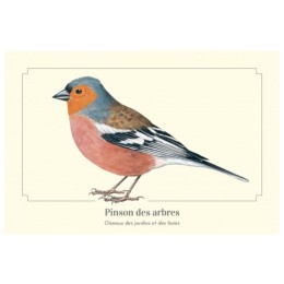 Pinson des arbres - Carte postale pédagogique