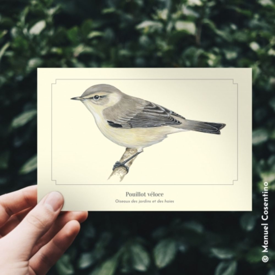 Pouillot véloce - Carte postale pédagogique