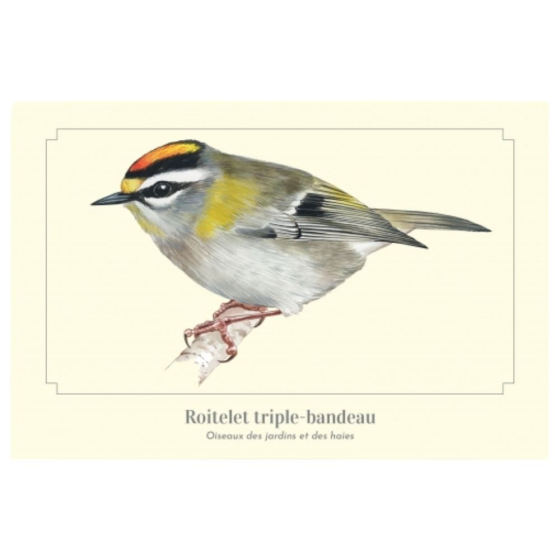 Roitelet triple-bandeau - Carte postale pédagogique