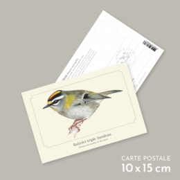 Roitelet triple-bandeau - Carte postale pédagogique