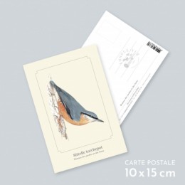 Sittelle torchepot - Carte postale pédagogique