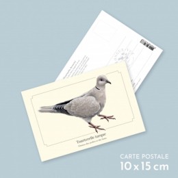 Tourterelle turque - Carte postale pédagogique
