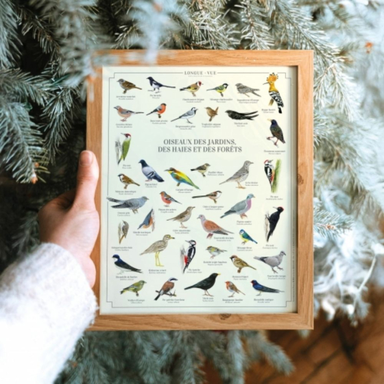 Oiseaux des jardins, des haies et des forêts - Affiche 24 x 30 cm