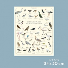 Oiseaux des plages, des mers et des marais - Affiche 24 x 30 cm