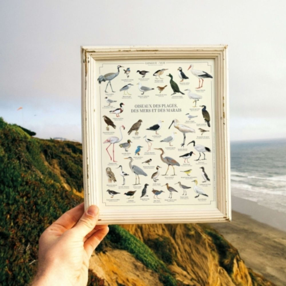 Oiseaux des plages, des mers et des marais - Affiche 24 x 30 cm