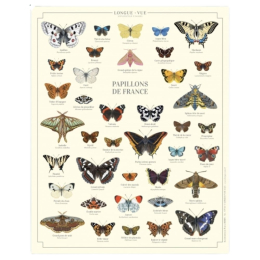 Papillons de France - Affiche 24 x 30 cm