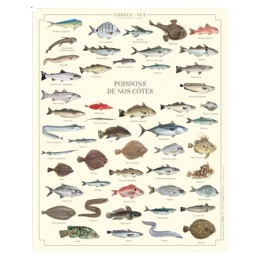 Poissons de nos côtes - Affiche 24 x 30 cm