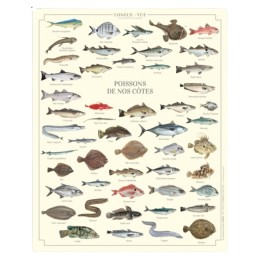 Poissons de nos côtes - Affiche 24 x 30 cm