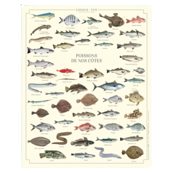 Poissons de nos côtes - Affiche 24 x 30 cm