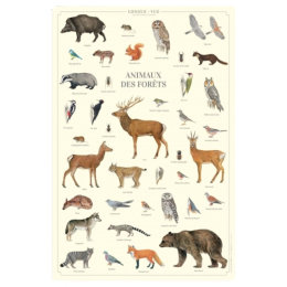 Animaux des forêts - Affiche 40 x 60 cm
