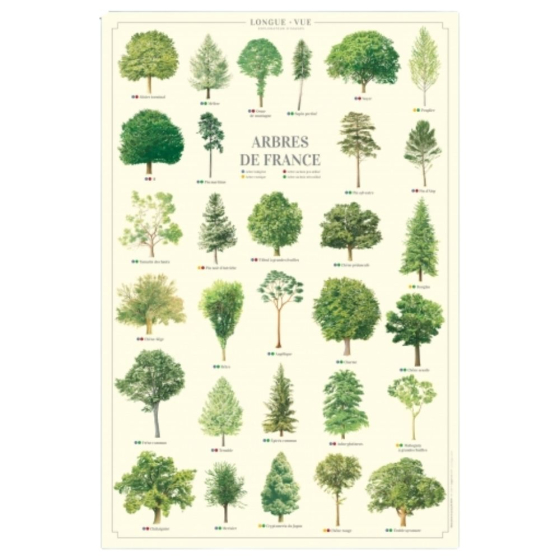 Arbres de France - Affiche 40 x 60 cm