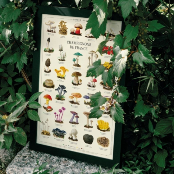 Champignons de France - Affiche 40 x 60 cm