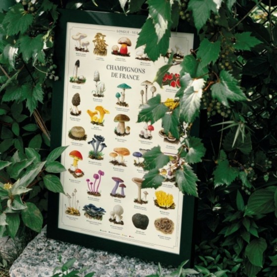 Champignons de France - Affiche 40 x 60 cm