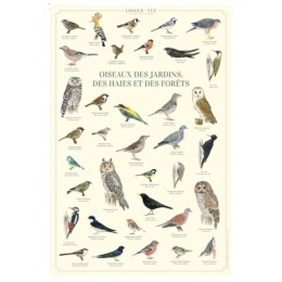 Oiseaux des jardins, des haies et des forêts - Affiche 40 x 60 cm