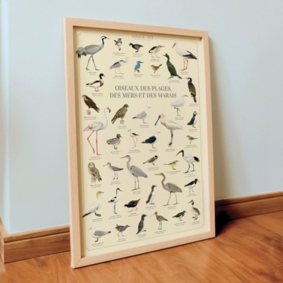 Oiseaux des plages, des mers et des marais - Affiche 40 x 60 cm