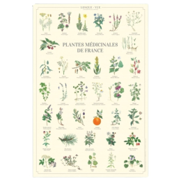 Plantes médicinales de France - Affiche 40 x 60 cm