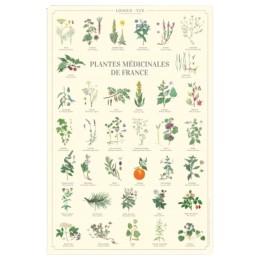 Plantes médicinales de France - Affiche 40 x 60 cm