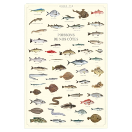 Poissons de nos côtes - Affiche 40 x 60 cm