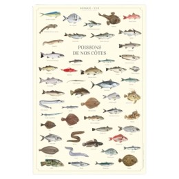 Poissons de nos côtes - Affiche 40 x 60 cm