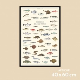 Poissons de nos côtes - Affiche 40 x 60 cm
