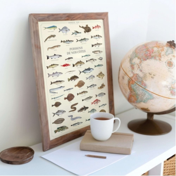 Poissons de nos côtes - Affiche 40 x 60 cm