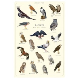 Rapaces - Affiche 40 x 60 cm