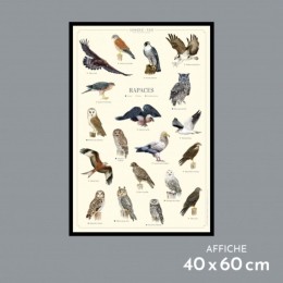 Rapaces - Affiche 40 x 60 cm