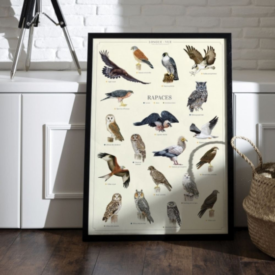 Rapaces - Affiche 40 x 60 cm