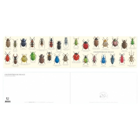 Coléoptères de France - Carte double