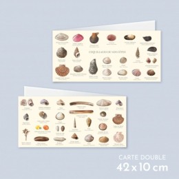 Coquillages de nos côtes - Carte double