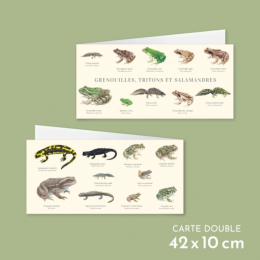 Grenouilles, tritons et salamandres - Carte double