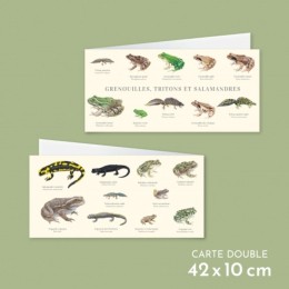 Grenouilles, tritons et salamandres - Carte double