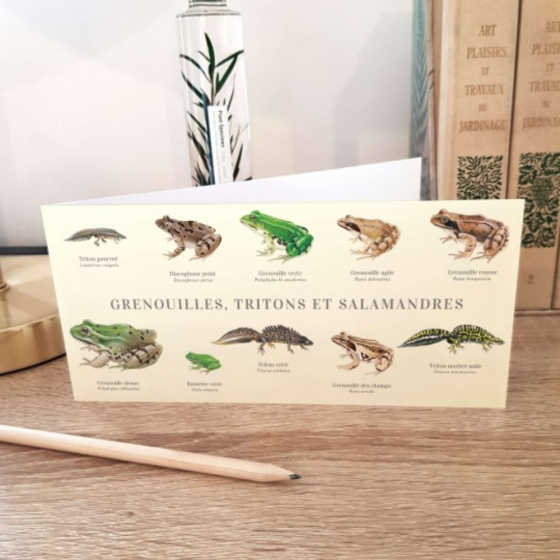 Grenouilles, tritons et salamandres - Carte double