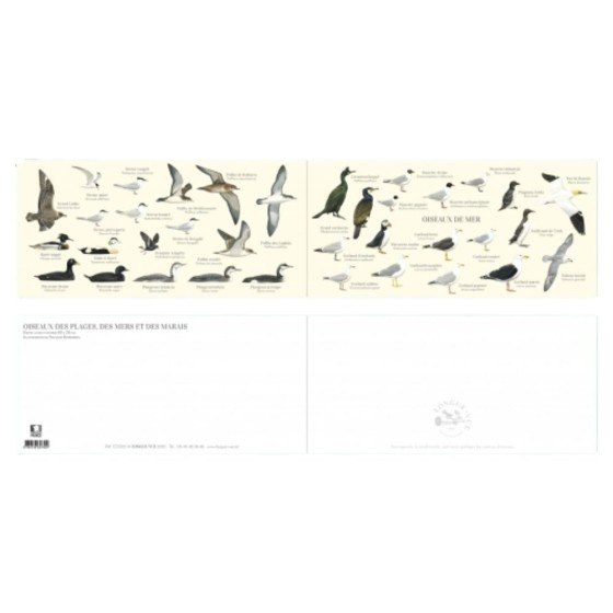 Oiseaux de mer - Carte double