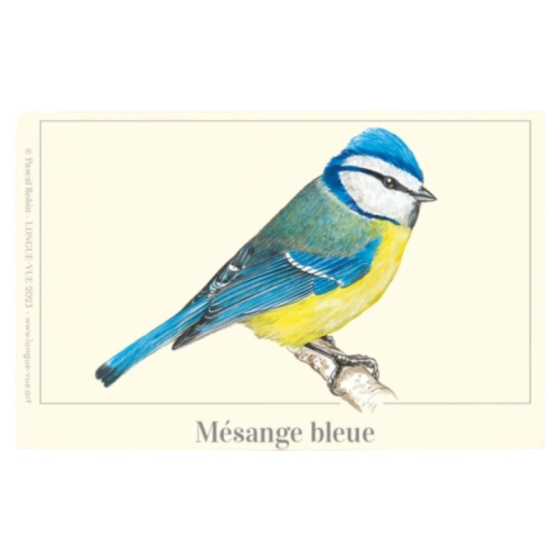 Mésange bleue - Magnet