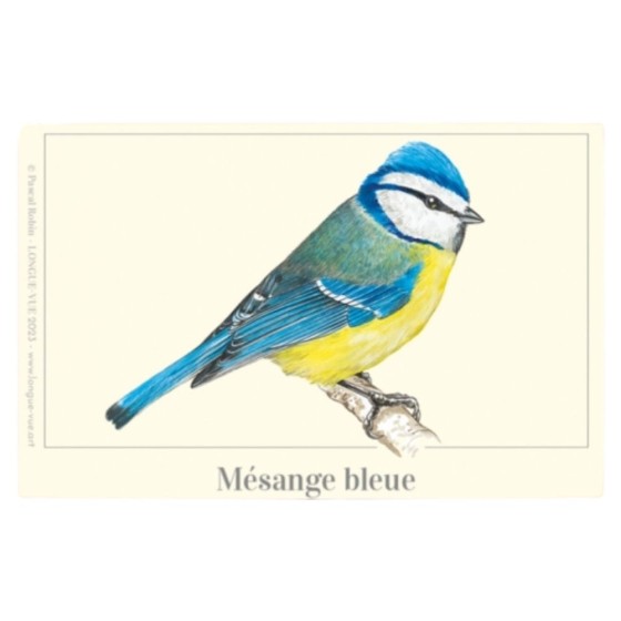 Mésange bleue - Magnet