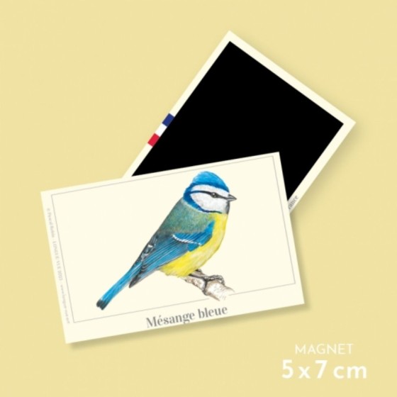 Mésange bleue - Magnet