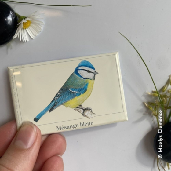 Mésange bleue - Magnet