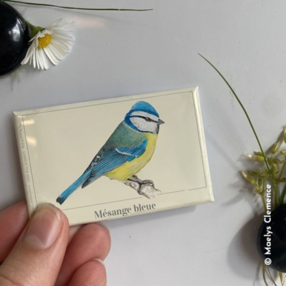 Mésange bleue - Magnet