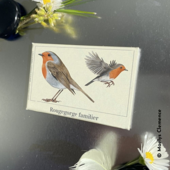 Rougegorge familier - Magnet