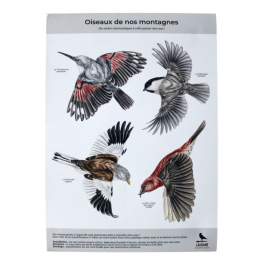 Silhouettes anti-collisions : Pack de 4 oiseaux des montagnes