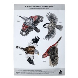 Silhouettes anti-collisions : Pack de 4 oiseaux des montagnes