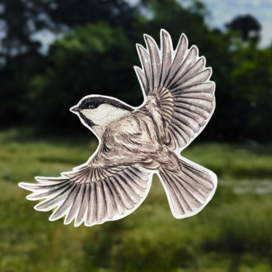Silhouettes anti-collisions : Pack de 4 oiseaux des montagnes