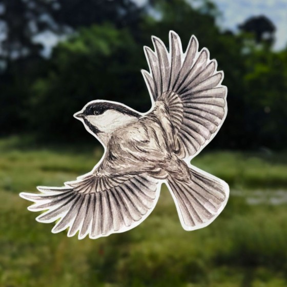 Silhouettes anti-collisions : Pack de 4 oiseaux des montagnes