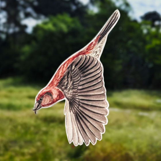 Silhouettes anti-collisions : Pack de 4 oiseaux des montagnes