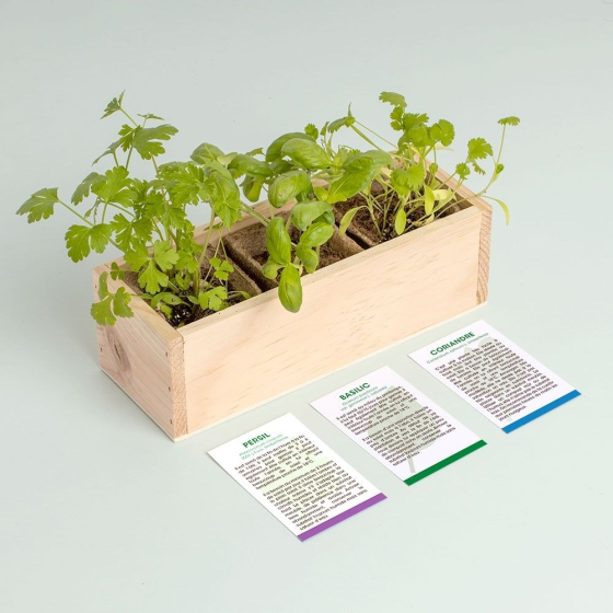 Mini potager d'herbes aromatiques