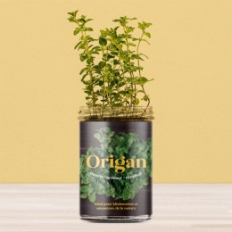 Potager d'origan pour la cuisine