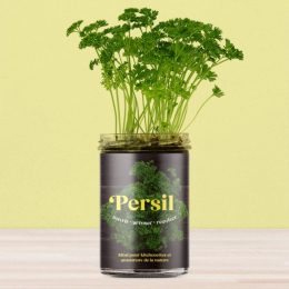 Potager de persil pour la cuisine