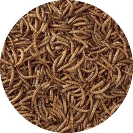 Vers de farine séchés - 125g
