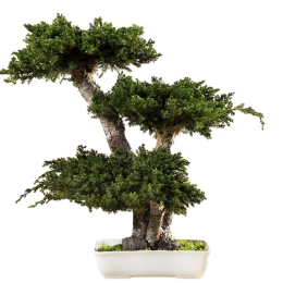 Bonsaï Juniperus 50 cm